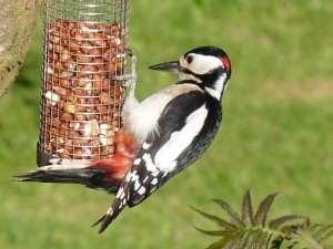 Feeding Woodpecker
